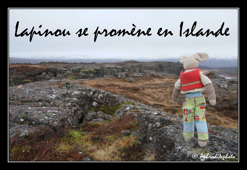 Lapinou in Island 2013